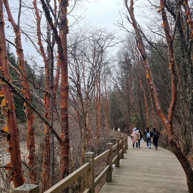 "Jiuzhaigou: A Natural Wonderland of Tranquility and Beauty"