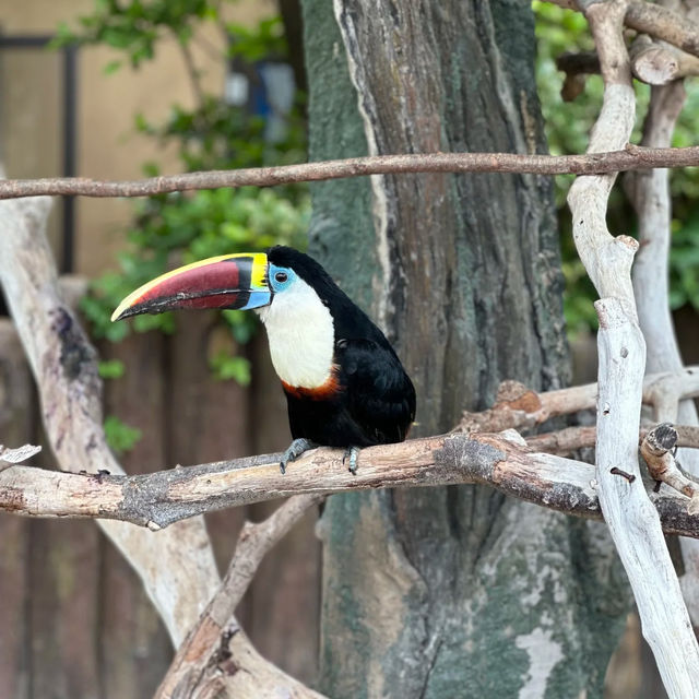 吉隆坡飛禽公園：生態奇境