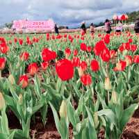 Tesselaar Tulip Festival