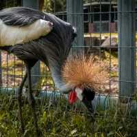 Taiping Zoo and Night Safari