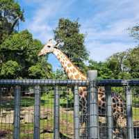 Taiping Zoo and Night Safari