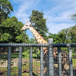 Taiping Zoo and Night Safari