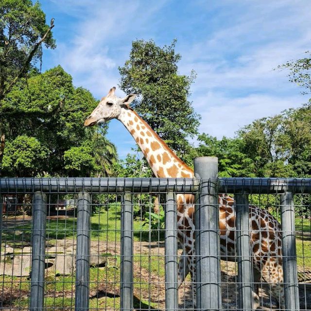 Taiping Zoo and Night Safari