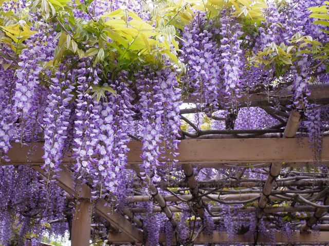 藤花盛開的金蛇水神社