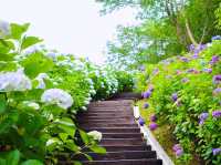繡球花公園