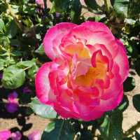 【長野県/高遠　約270種類のバラが咲く丘の上のローズガーデン🌹】