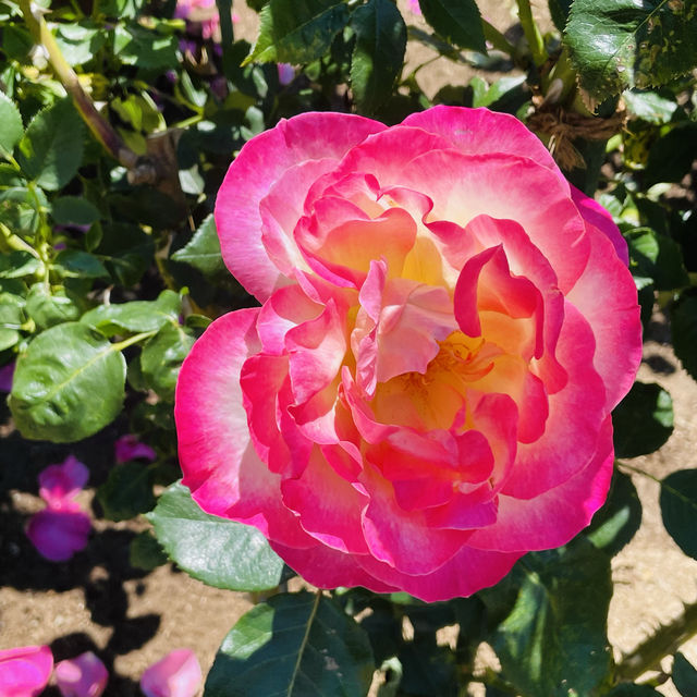 【長野県/高遠　約270種類のバラが咲く丘の上のローズガーデン🌹】