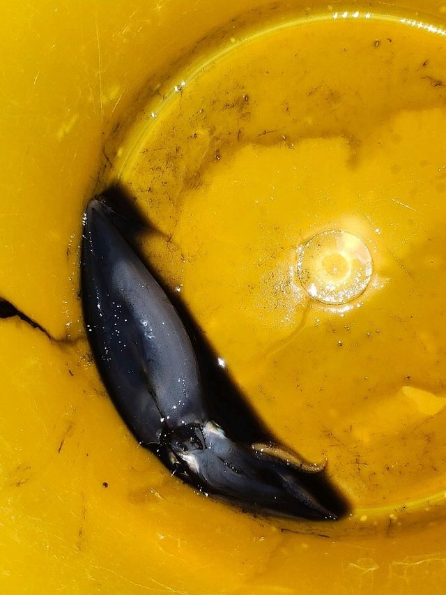 釣墨魚