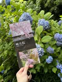 今が見頃！2024年明月院　紫陽花の見頃情報