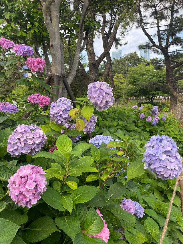 💙🩷해운대 송림공원 개화율 꼭 보세요🩷💙