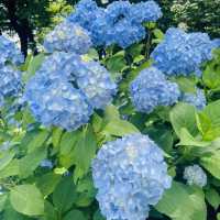 【長野県/岡谷市　色鮮やかな紫陽花が一面に広がる先には諏訪湖が見える絶景スポット✨】