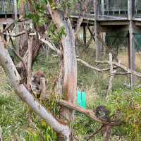 【澳洲】Phillip Island樹熊保育中心：近距離觀察樹熊!🐨
