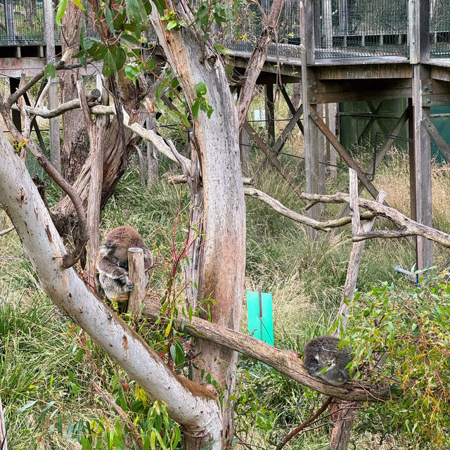 【澳洲】Phillip Island樹熊保育中心：近距離觀察樹熊!🐨