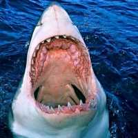 Wonders of Shark Bay World Heritage Area 🇦🇺🦈