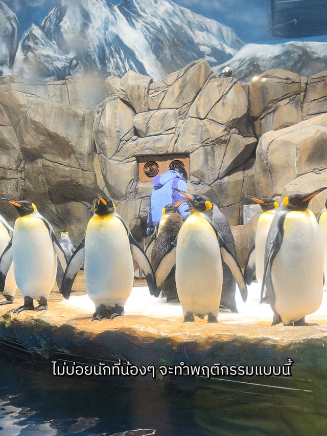 พาไปดูแพนกวินจากขั้วโลกใต้ที่ฮ่องกงกัน 🐧