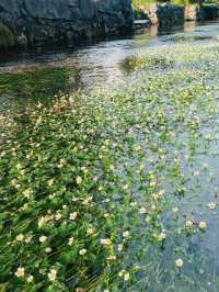 【滋賀】夏が見頃の水中の花「梅花藻」