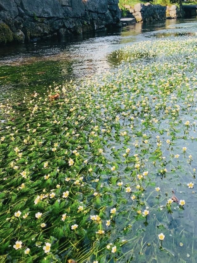 【滋賀】夏が見頃の水中の花「梅花藻」
