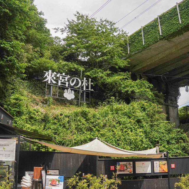 熱海避暑好去處🏖️ 來宮神社尋幽探秘