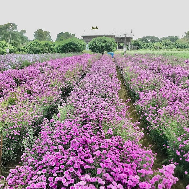 🌸 สวนดอกไม้ป้านกเอี้ยง