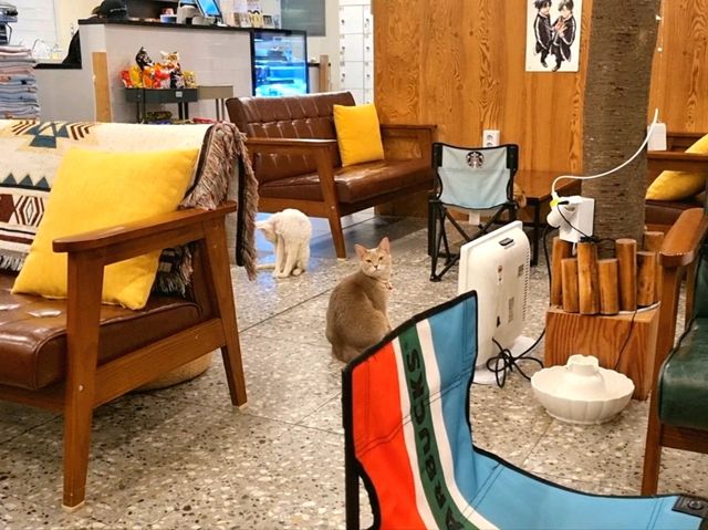 하남 고양이 카페: ☕️냥이툰😸