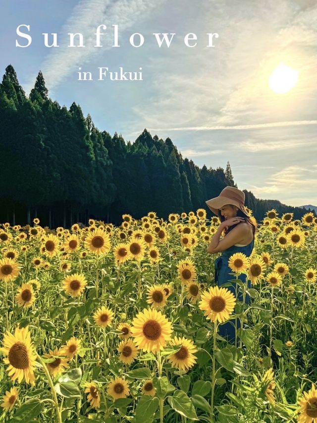 【福井】道中に見つけた、ひまわり畑