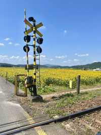 [滋賀]穴場・無料・絶景ひまわり×電車🌻🚃✨