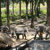 Baan Chang Cafe’ at Krabi🐘☕️🌿🌴🌴