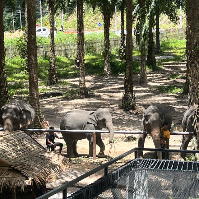 Baan Chang Cafe’ at Krabi🐘☕️🌿🌴🌴
