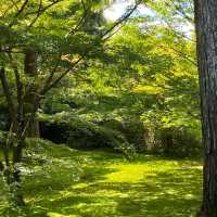 京都三千院 ⛩️🍵 寧靜緻雅的好去處 ✨