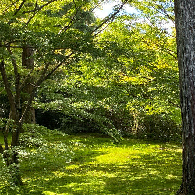 京都三千院 ⛩️🍵 寧靜緻雅的好去處 ✨
