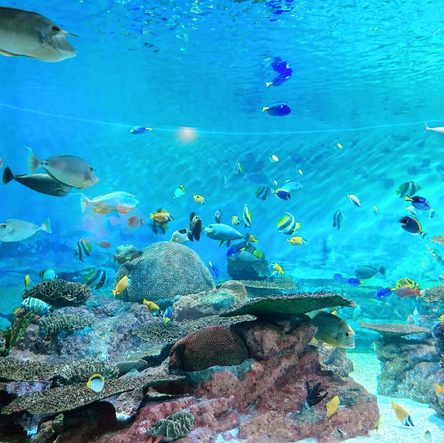 首爾COEX水族館：親子遊不能錯過的景點