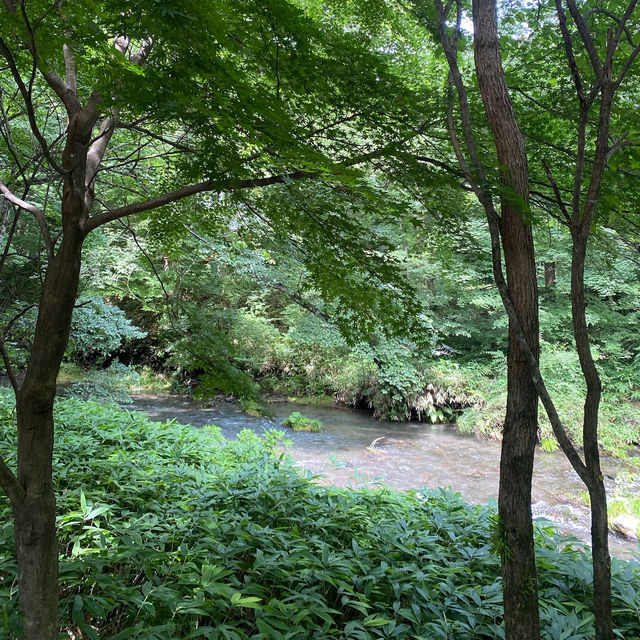 【軽井沢】必ず抑えたい自然を感じられる大人気スポット🌱