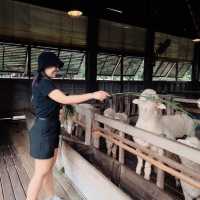 ที่เที่ยวเขาใหญ่ สไตล์อิตาลี 