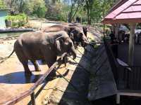 รีวิว เที่ยวสวนสัตว์เปิดเขาเขียว (ชลบุรี) 🐘