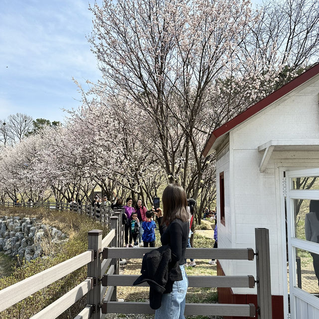 예쁜 꽃과 호수가 인상깊었던 이천 설봉공원🏞️