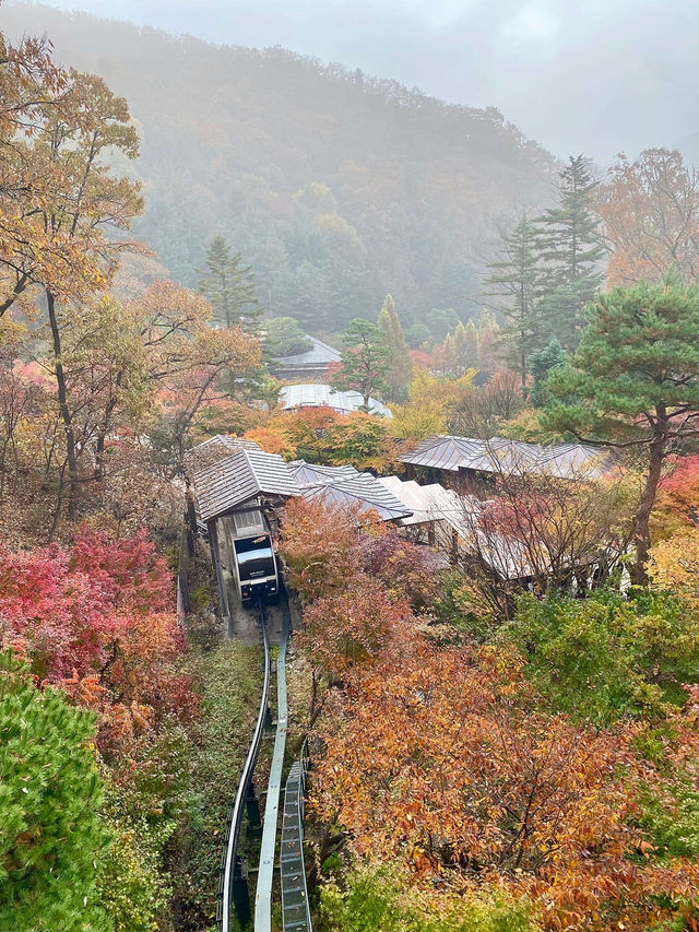 🌳🏠사진명소 곤지암 화담숲 가을에 추천해요💛