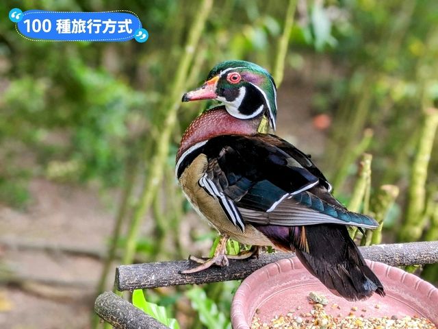 台北-大人小孩都喜歡的最佳親子景點：台北市立動物園