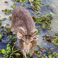สะพานชมกวางหนองใหญ่ ชุมพร 🦌