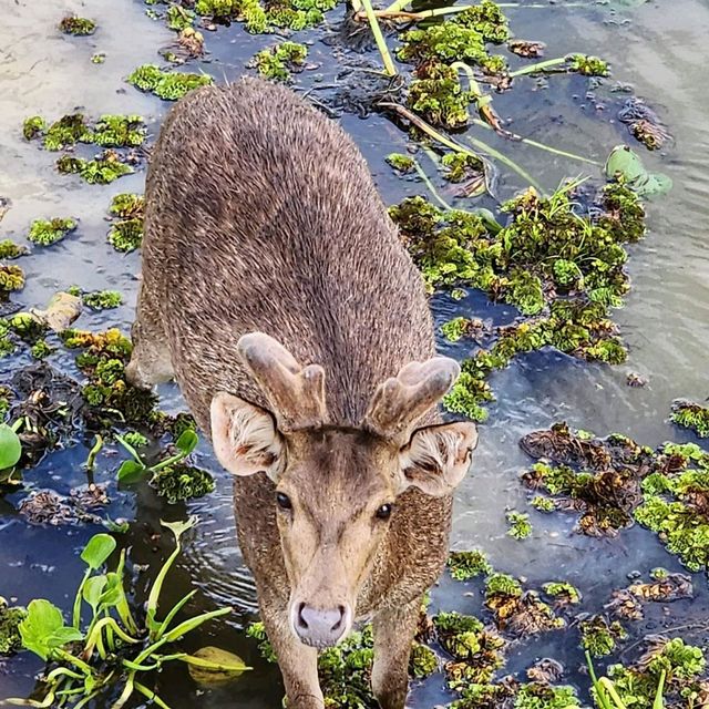 สะพานชมกวางหนองใหญ่ ชุมพร 🦌