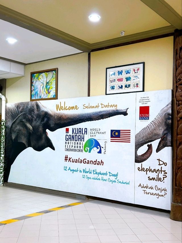 Save the Elephants at Kuala Gandah National Elephant Conservation Centre