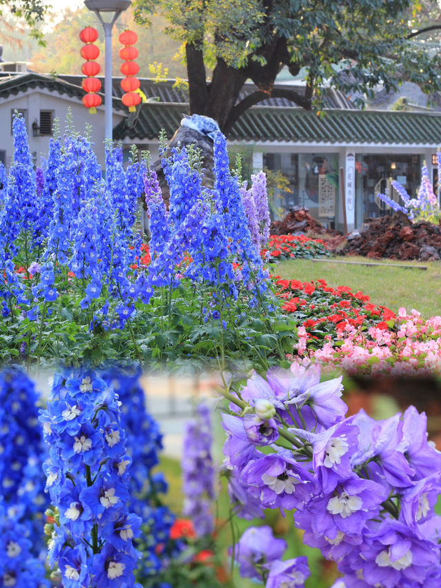 An Afternoon of Tranquility: Discovering the Beauty of Liwan Lake Park’s Golden Redwoods and Delphin