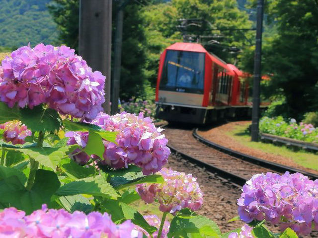 Rainy season in Japan? Hydrangeas bloom!