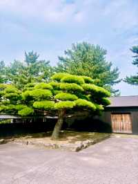 【日本東北】山居倉庫：江戶時代倉庫群和古老的櫸樹林