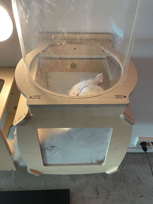 ෆ˃̵͈̑ᴗ˂̵͈̑ෆ 😄🎵강남고양이카페 추천 캠핑고양이 양재점 