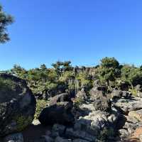 【韓国/済州島】韓国の秋！といえばピンクミューリー🩷
