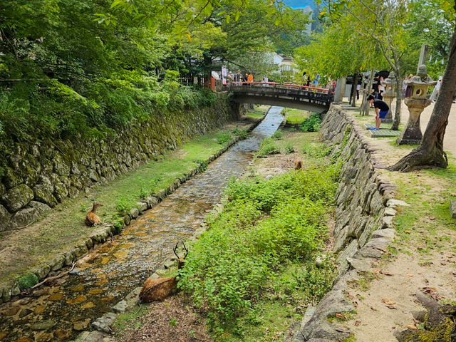 【広島】宮島の嚴島神社の大鳥居⛩️