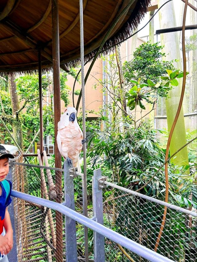 Up Close with Animals at Bird Paradise
