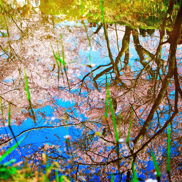 【長野/伊那】絶景の桜！高遠城址公園