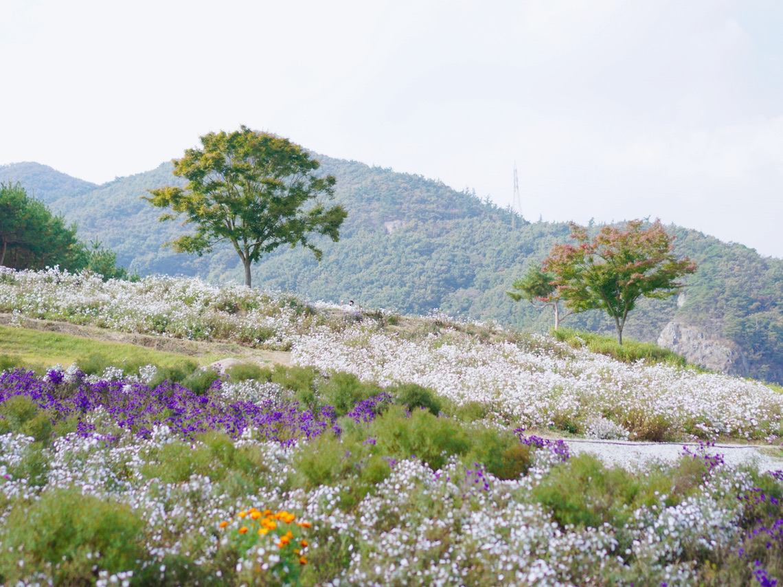 Where the chrysanthemums and autumn flowers unfold