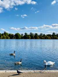 🇬🇧 倫敦最多天鵝的公園 🦢